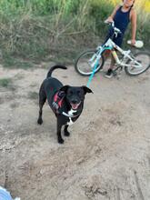 CHARLY, Hund, Mischlingshund in Spanien - Bild 6