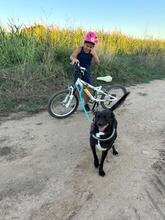 CHARLY, Hund, Mischlingshund in Spanien - Bild 8