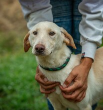 REMBRANDT, Hund, Magyar Vizsla-Mix in Ungarn - Bild 10