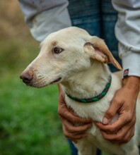 REMBRANDT, Hund, Magyar Vizsla-Mix in Ungarn - Bild 11