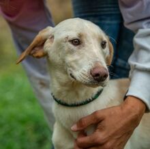 REMBRANDT, Hund, Magyar Vizsla-Mix in Ungarn - Bild 2