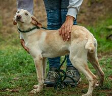 REMBRANDT, Hund, Magyar Vizsla-Mix in Ungarn - Bild 3