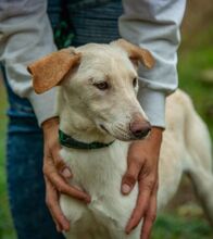 REMBRANDT, Hund, Magyar Vizsla-Mix in Ungarn - Bild 4