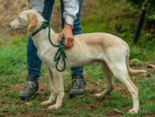 REMBRANDT, Hund, Magyar Vizsla-Mix in Ungarn - Bild 5