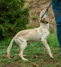 REMBRANDT, Hund, Magyar Vizsla-Mix in Ungarn - Bild 7