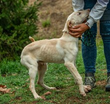 REMBRANDT, Hund, Magyar Vizsla-Mix in Ungarn - Bild 8