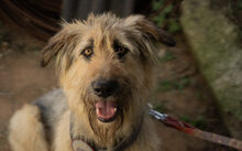 MAGGI, Hund, Herdenschutzhund-Mix in Drebkau