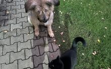 MAGGI, Hund, Herdenschutzhund-Mix in Drebkau - Bild 4