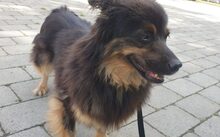 AKIO, Hund, Mischlingshund in Köln - Bild 4