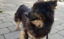 AKIO, Hund, Mischlingshund in Köln - Bild 5