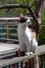 MAGMA, Katze, Europäisch Kurzhaar in Bulgarien - Bild 12