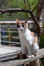 MAGMA, Katze, Europäisch Kurzhaar in Bulgarien - Bild 15
