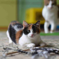 MAGMA, Katze, Europäisch Kurzhaar in Bulgarien - Bild 3