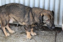 TAUI, Hund, Dackel-Mix in Rumänien - Bild 2