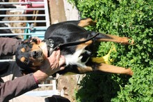 GERRY, Hund, Appenzeller Sennenhund-Mix in Rumänien - Bild 3