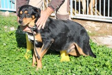 GERRY, Hund, Appenzeller Sennenhund-Mix in Rumänien - Bild 5