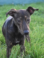 BERND, Hund, Bodeguero Andaluz-Mix in Spanien - Bild 1