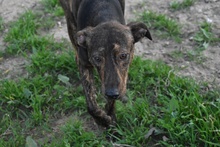 BERND, Hund, Bodeguero Andaluz-Mix in Spanien - Bild 2