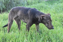 BERND, Hund, Bodeguero Andaluz-Mix in Spanien - Bild 4