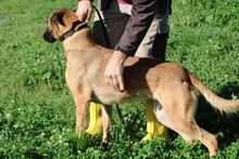 LALINA, Hund, Deutscher Schäferhund-Mix in Rumänien - Bild 4