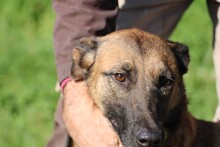 LALINA, Hund, Deutscher Schäferhund-Mix in Rumänien - Bild 6