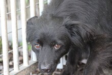 TAMU, Hund, Sheltie-Mix in Lohra-Reimershausen - Bild 1