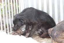 TAMU, Hund, Sheltie-Mix in Lohra-Reimershausen - Bild 3