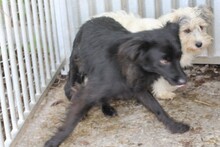 TAMU, Hund, Sheltie-Mix in Lohra-Reimershausen - Bild 4