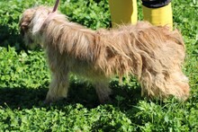 ILIO, Hund, Bearded Collie-Mix in Rumänien - Bild 2