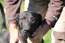 BACALLE, Hund, Labrador-Mix in Rumänien - Bild 1