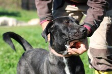 BACALLE, Hund, Labrador-Mix in Rumänien - Bild 2