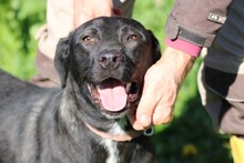 BACALLE, Hund, Labrador-Mix in Rumänien - Bild 5