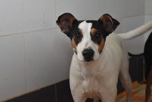 FRENI, Hund, Ratonero Bodeguero Andaluz-Mix in Alfeld - Bild 6