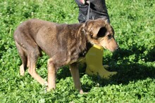 IDAX, Hund, Mischlingshund in Rumänien - Bild 2