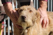 LOMASI, Hund, Bearded Collie-Mix in Rumänien - Bild 1