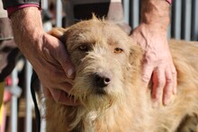 LOMASI, Hund, Bearded Collie-Mix in Rumänien - Bild 2