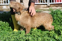 LOMASI, Hund, Bearded Collie-Mix in Rumänien - Bild 3