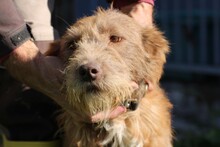 LOMASI, Hund, Bearded Collie-Mix in Rumänien - Bild 5