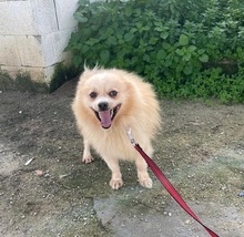 PONYTORERO, Hund, Pomeranian-Mix in Spanien - Bild 1