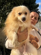 PONYTORERO, Hund, Pomeranian-Mix in Spanien - Bild 2