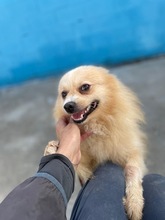 PONYTORERO, Hund, Pomeranian-Mix in Spanien - Bild 3