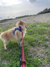 PONYTORERO, Hund, Pomeranian-Mix in Spanien - Bild 4