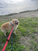 PONYTORERO, Hund, Pomeranian-Mix in Spanien - Bild 5