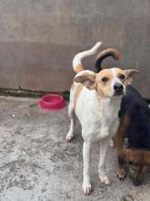 INARA, Hund, Bodeguero Andaluz-Mix in Spanien - Bild 3