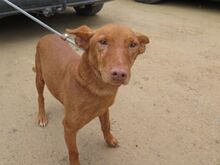 CHEESE, Hund, Podenco Maneto in Spanien - Bild 2