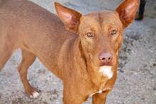 MONTE, Hund, Podenco-Mix in Spanien - Bild 1