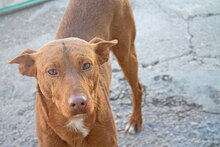 MONTE, Hund, Podenco-Mix in Spanien - Bild 2