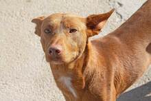 MONTE, Hund, Podenco-Mix in Spanien - Bild 3