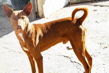 MONTE, Hund, Podenco-Mix in Spanien - Bild 4