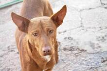 MONTE, Hund, Podenco-Mix in Spanien - Bild 5